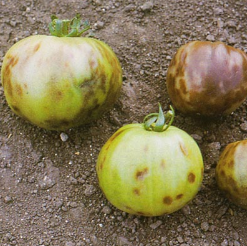 Tobacco mosaic virus