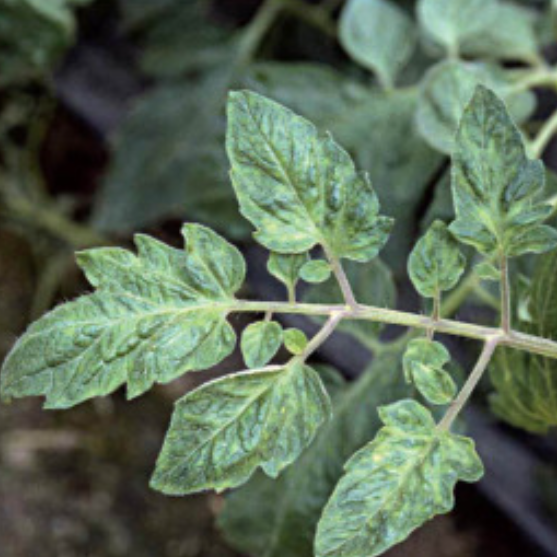 virusul mozaicul tomatelor