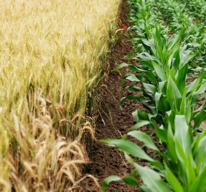 combatere boli fungice la legume