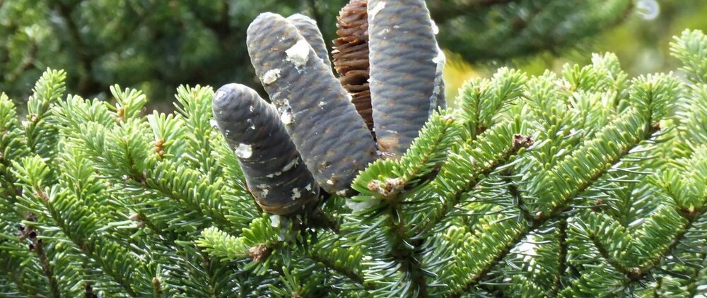 ABIES HOMOLEPIS