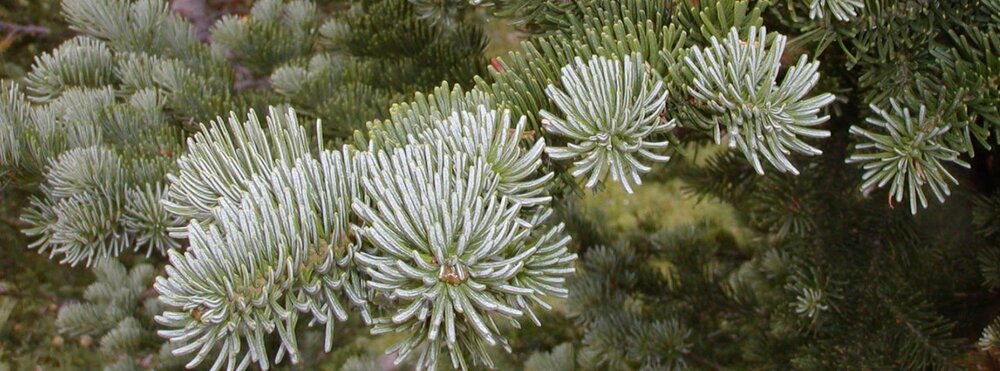 ABIES LASIOCARPA