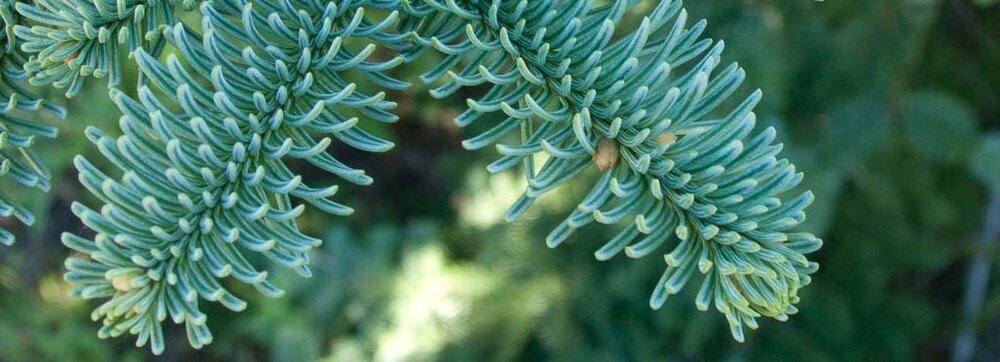 ABIES PROCERA