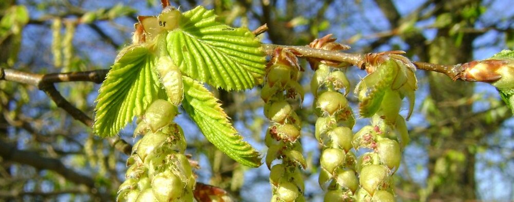 Carpinus Betulus