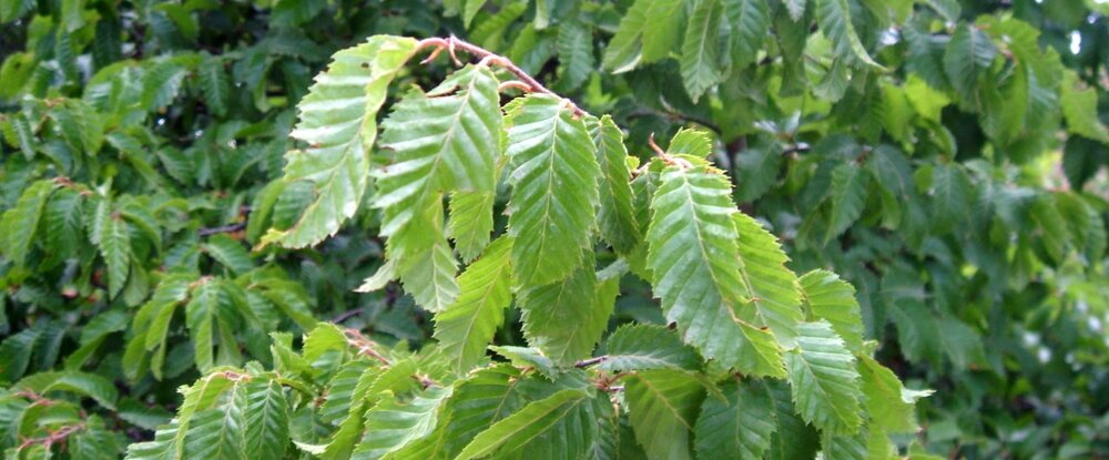 Carpinus Orientalis