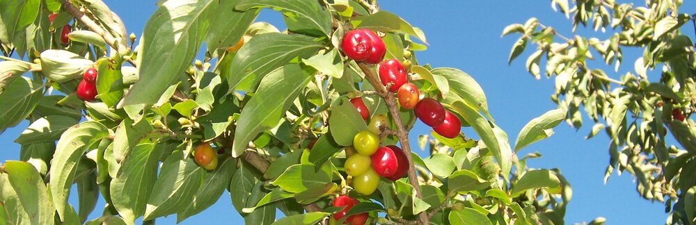 Cornus Mas