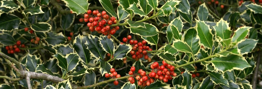 Ilex aquifolium Argentea Marginata