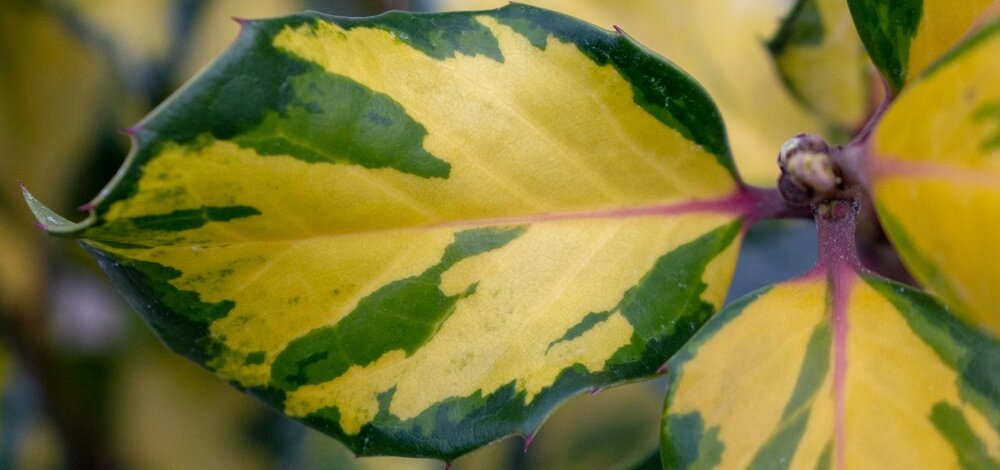 Ilex x altaclerensis Lawsoniana