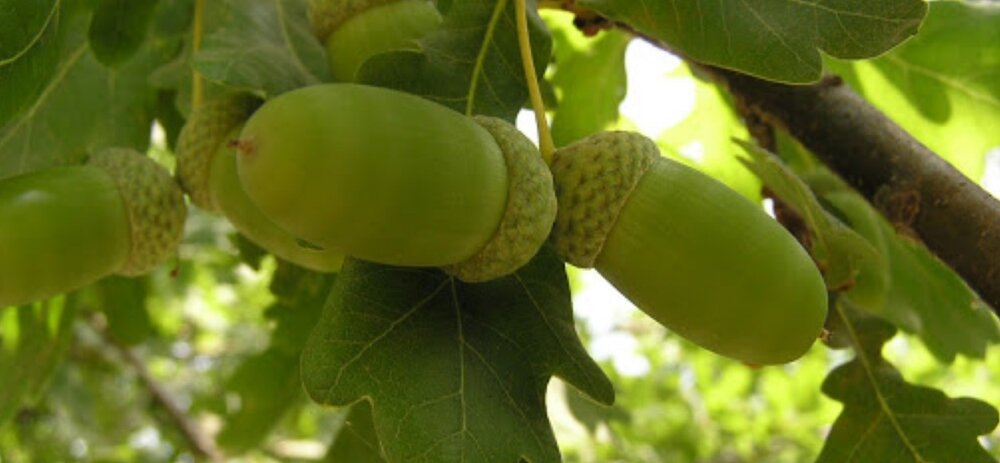 Quercus Pedunculiflora