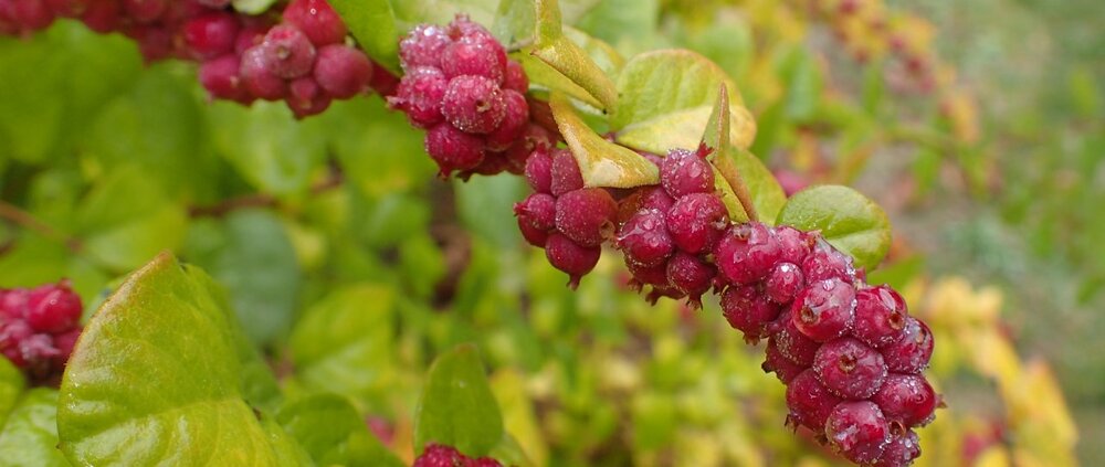 Symphoricarpos orbiculator