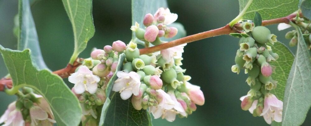 Symphoricarpos x doorenbosii