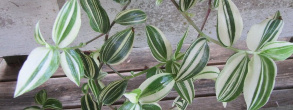 Tradescantia fluminesis Variegata