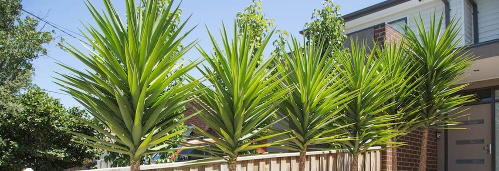 Yucca elephantipes