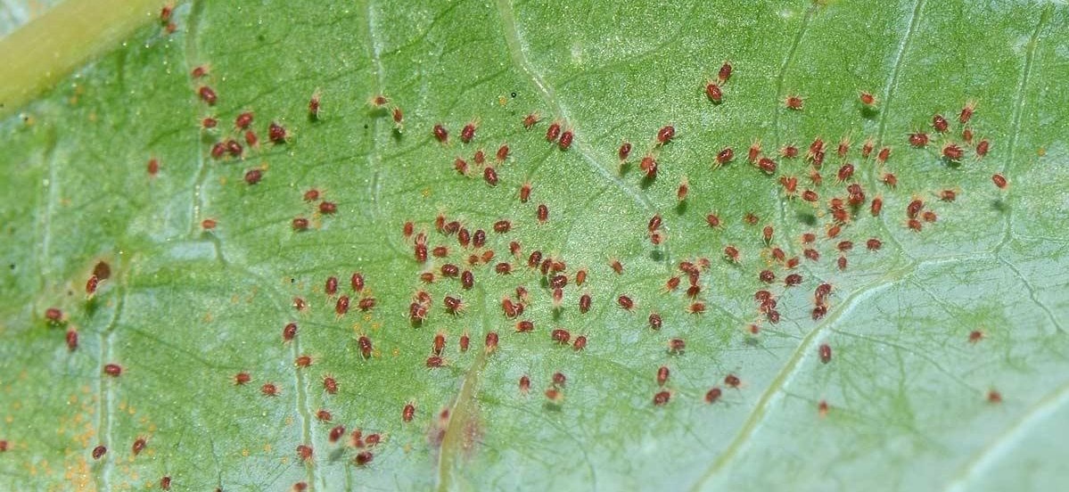 Acarieni Aronia