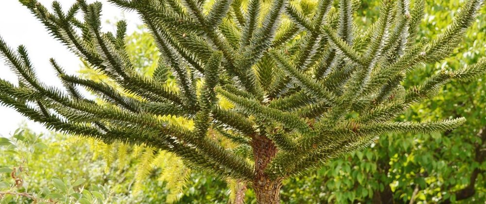 Araucaria