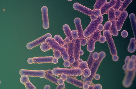 Bacillus subtilis