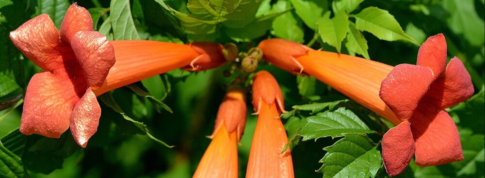 Campsis radicans