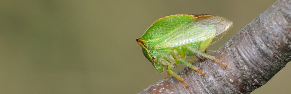 Cicada gheboasa