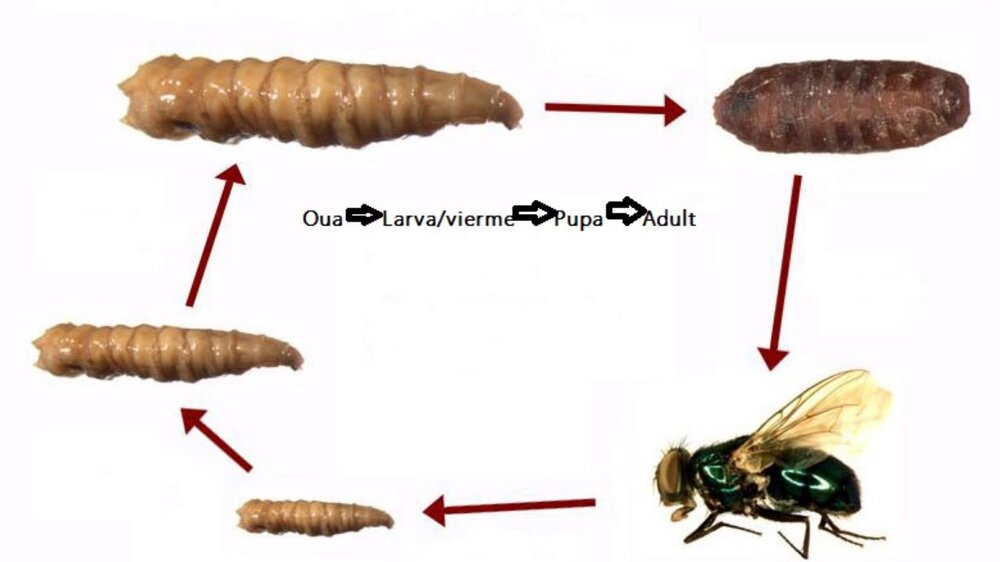 Ciclu de viata musca