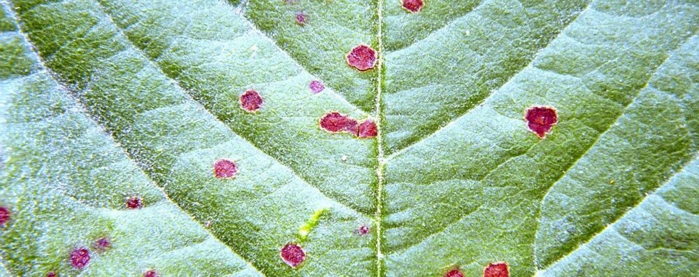 Ciuruirea frunzelor