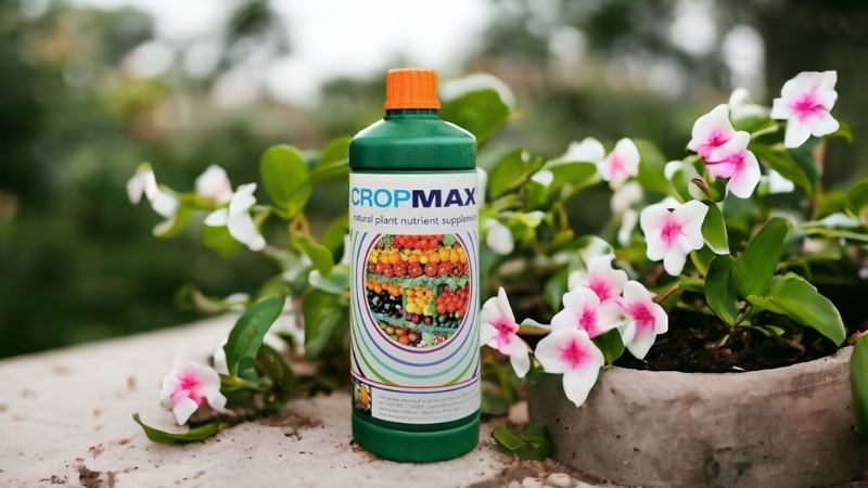 Cropmax la Dipladenia