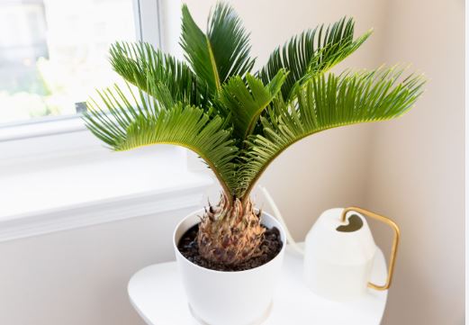 Cycas revoluta ingrijire si intretinere planta