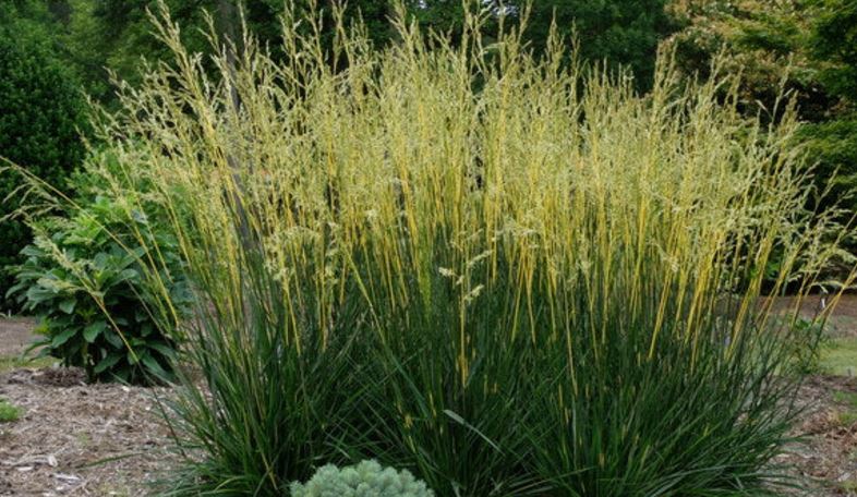 seminte de gazon festuca arundinacea