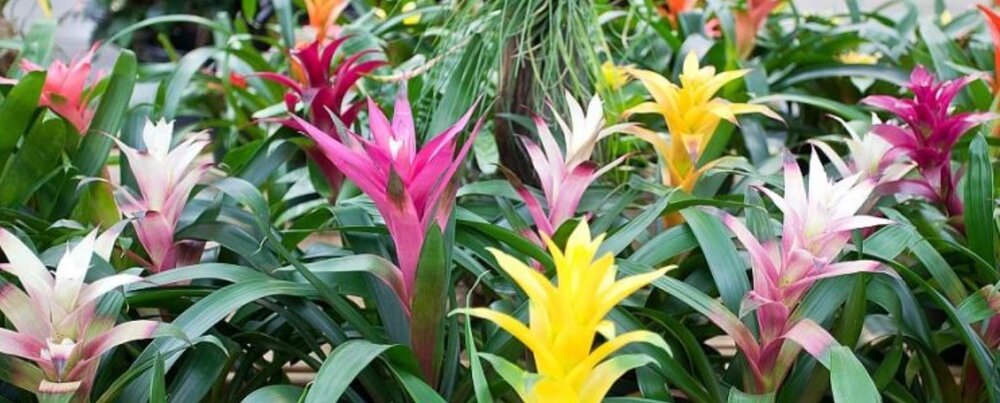 Guzmania