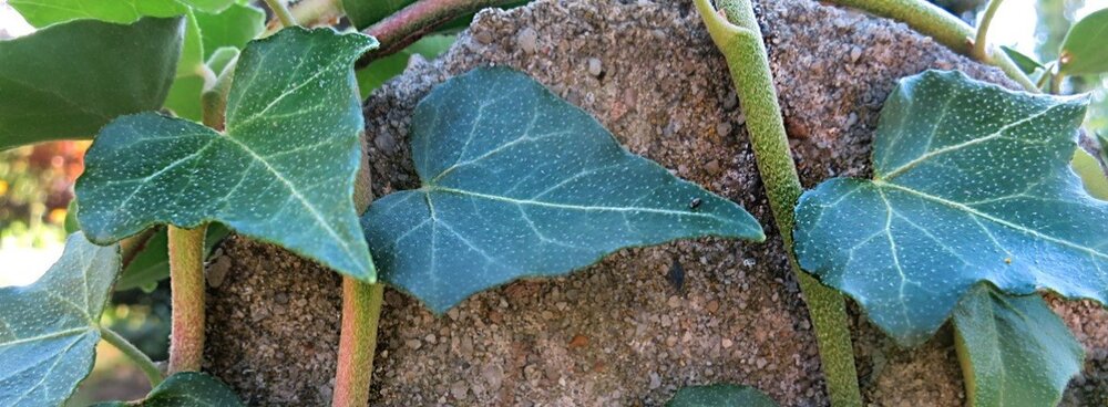 Hedera helix