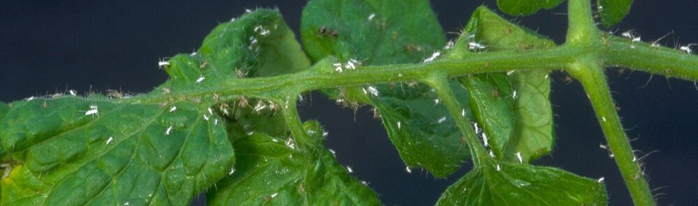 Paduchele verde al solanaceelor