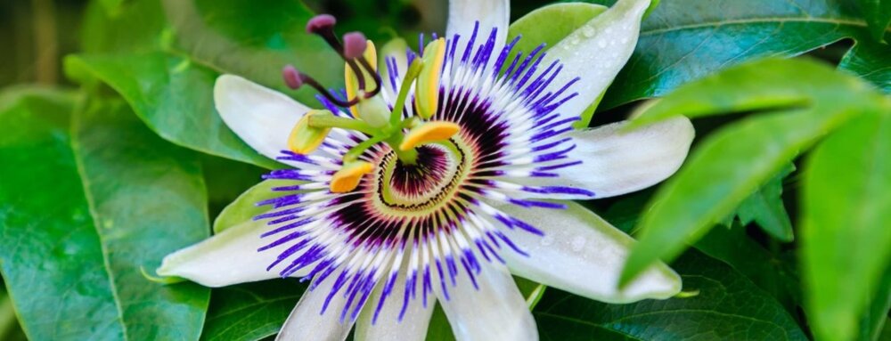 Passiflora