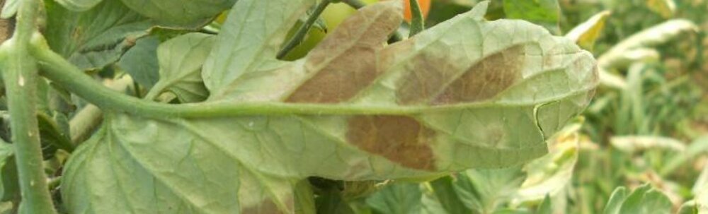 Patarea cafenie a frunzelor de tomate