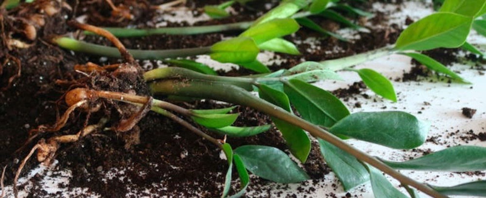 Plantare Zamioculcas