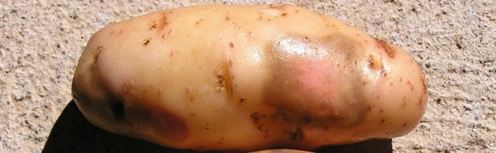 Putregaiul umed al tuberculilor de cartof