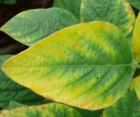 simptome carente plante