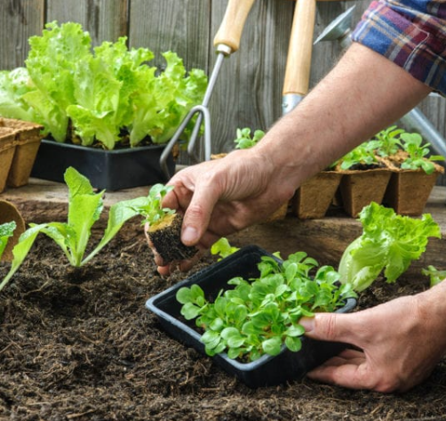 plantare legume in gradina