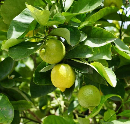 plantatie lamai
