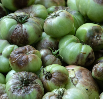 mana la tomate tratament