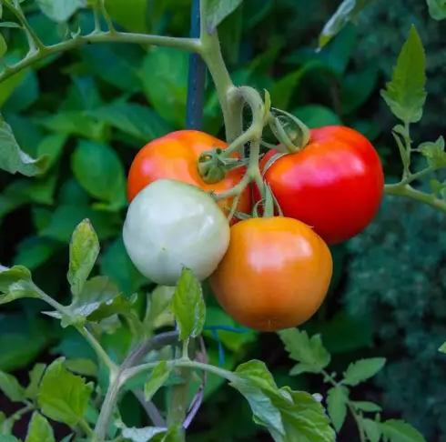 mana la tomate solutii combatere