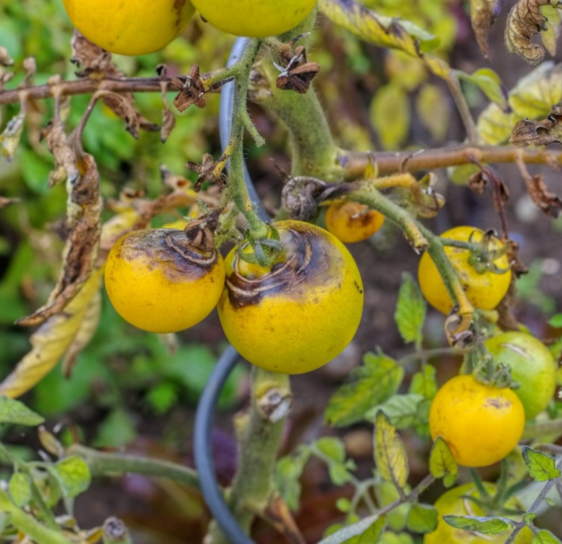 mana tomate fungicide combatere