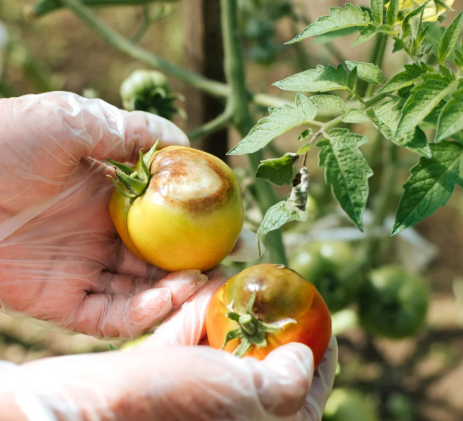 cum tratam mana la tomate