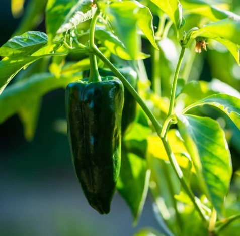 poblano ardei iute