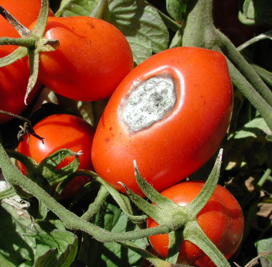 boli fungice la rosii