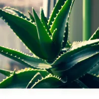 Aloe