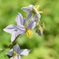 Solanum