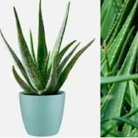 aloe vera beneficii si utilizare