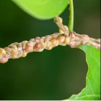 ghid pas cu pas pentru a scapa de insectele daunatoare din gradina