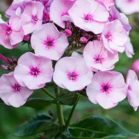 Phlox