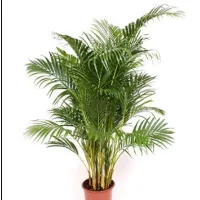 Palmier Areca planta ornamentala de apartament