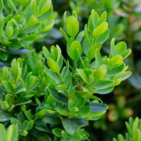 Buxus