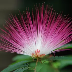 Albizia